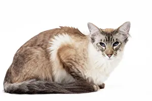Balinese: 80197780 Cat - Balinese Seal Tabby Point Jean-Michel