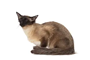 Balinese: 80197781 Cat - Balinese Seal Point Jean-Michel Labat