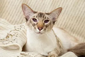 Chocolate: 80197792 Cat - Balinese Chocolate Tabby Point Jean-Michel