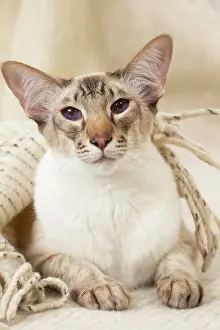 Chocolate: 80197793 Cat - Balinese Chocolate Tabby Point Jean-Michel