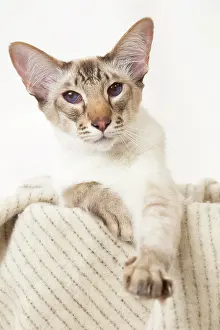 Chocolate: 80197794 Cat - Balinese Chocolate Tabby Point Jean-Michel
