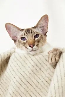 Chocolate: 80197795 Cat - Balinese Chocolate Tabby Point Jean-Michel