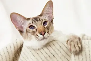 Chocolate: 80197796 Cat - Balinese Chocolate Tabby Point Jean-Michel