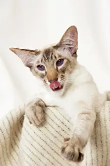 Chocolate: 80197797 Cat - Balinese Chocolate Tabby Point Jean-Michel