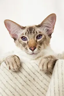 Chocolate: 80197798 Cat - Balinese Chocolate Tabby Point Jean-Michel
