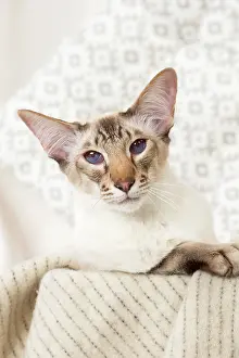 Chocolate: 80197799 Cat - Balinese Chocolate Tabby Point Jean-Michel