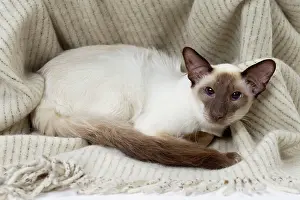 Chocolate: 80197800 Cat - Balinese Chocolate Point Jean-Michel