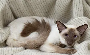 Chocolate: 80197801 Cat - Balinese Chocolate Point Jean-Michel