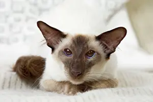 Chocolate: 80197802 Cat - Balinese Chocolate Point Jean-Michel