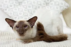 Chocolate: 80197803 Cat - Balinese Chocolate Point Jean-Michel