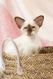 Tortie: 80197823 Cat - Balinese Chocolate Tortie Point Jean-Michel