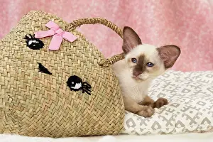 Tortie: 80197824 Cat - Balinese Chocolate Tortie Point Jean-Michel
