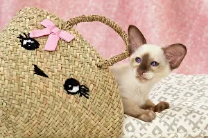 Tortie: 80197827 Cat - Balinese Chocolate Tortie Point Jean-Michel