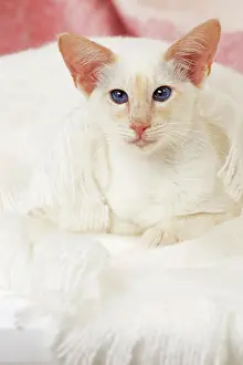 Balinese: 80197828 Cat - Balinese Red Point Jean-Michel Labat