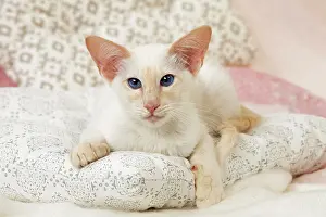 Balinese: 80197829 Cat - Balinese Red Point Jean-Michel Labat