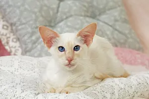 Balinese: 80197831 Cat - Balinese Red Point Jean-Michel Labat