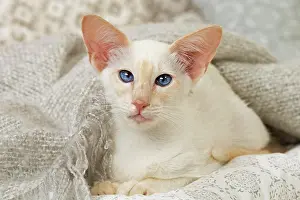 Balinese: 80197832 Cat - Balinese Red Point Jean-Michel Labat