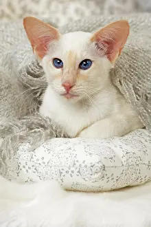 Balinese: 80197833 Cat - Balinese Red Point Jean-Michel Labat