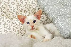 Balinese: 80197837 Cat - Balinese Red Point Jean-Michel Labat