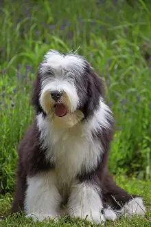 80197887 Dog - Bearded Collie Jean-Michel Labat