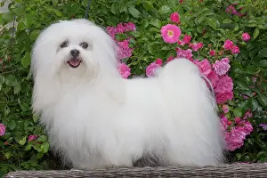 Tulear: 80197904 Dog - Coton de Tulear Jean-Michel Labat
