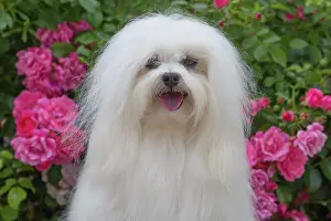 Tulear: 80197905 Dog - Coton de Tulear Jean-Michel Labat