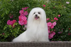 Tulear: 80197906 Dog - Coton de Tulear Jean-Michel Labat