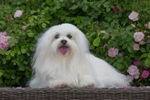 Tulear: 80197907 Dog - Coton de Tulear Jean-Michel Labat