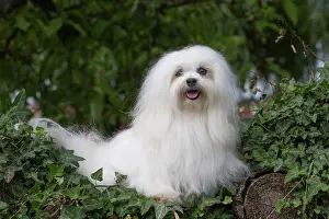 Tulear: 80197908 Dog - Coton de Tulear Jean-Michel Labat