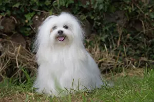 Tulear: 80197909 Dog - Coton de Tulear Jean-Michel Labat