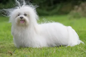 Tulear: 80197910 Dog - Coton de Tulear Jean-Michel Labat