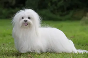Tulear: 80197911 Dog - Coton de Tulear Jean-Michel Labat