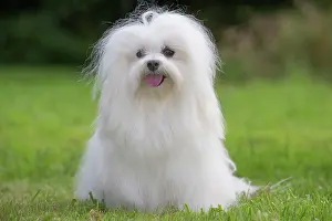 Tulear: 80197912 Dog - Coton de Tulear Jean-Michel Labat