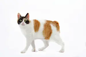 Bobtail: 80197917 Cat - Japanese Bobtail Jean-Michel Labat