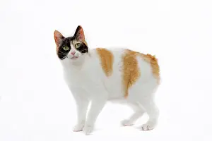 Bobtail: 80197919 Cat - Japanese Bobtail Jean-Michel Labat