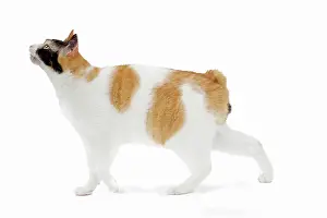 Bobtail: 80197920 Cat - Japanese Bobtail Jean-Michel Labat