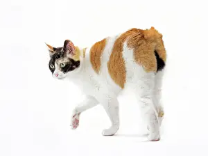 Bobtail: 80197921 Cat - Japanese Bobtail Jean-Michel Labat