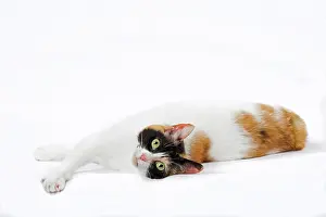 Bobtail: 80197922 Cat - Japanese Bobtail Jean-Michel Labat