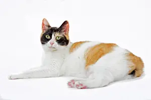 Bobtail: 80197923 Cat - Japanese Bobtail Jean-Michel Labat