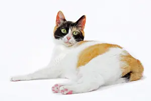 Bobtail: 80197924 Cat - Japanese Bobtail Jean-Michel Labat
