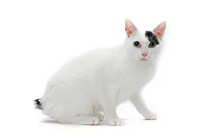 Bobtail: 80197925 Cat - Japanese Bobtail Jean-Michel Labat