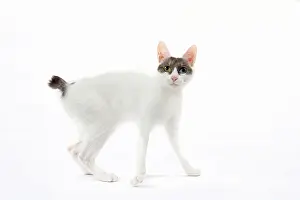 Bobtail: 80197926 Cat - Japanese Bobtail Jean-Michel Labat