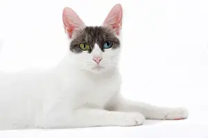 Bobtail: 80197928 Cat - Japanese Bobtail Jean-Michel Labat