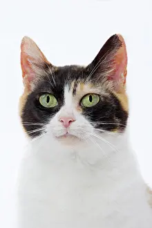 Bobtail: 80197931 Cat - Japanese Bobtail Jean-Michel Labat