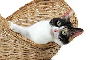 Bobtail: 80197933 Cat - Japanese Bobtail Jean-Michel Labat