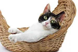 Bobtail: 80197934 Cat - Japanese Bobtail Jean-Michel Labat