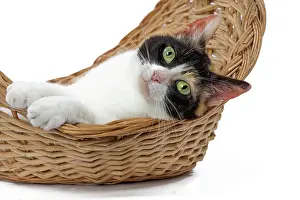 Bobtail: 80197935 Cat - Japanese Bobtail Jean-Michel Labat