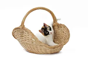 Bobtail: 80197936 Cat - Japanese Bobtail Jean-Michel Labat