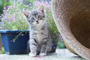 Labat: 80197945 Cat - kitten Jean-Michel Labat All images