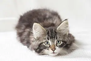 Jean: 80197971 Cat - Norwegian Forest Cat Jean-Michel